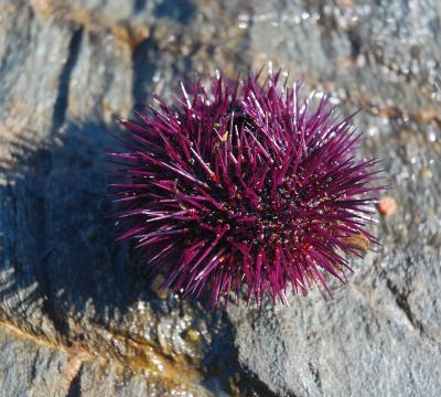 Corail Oursin